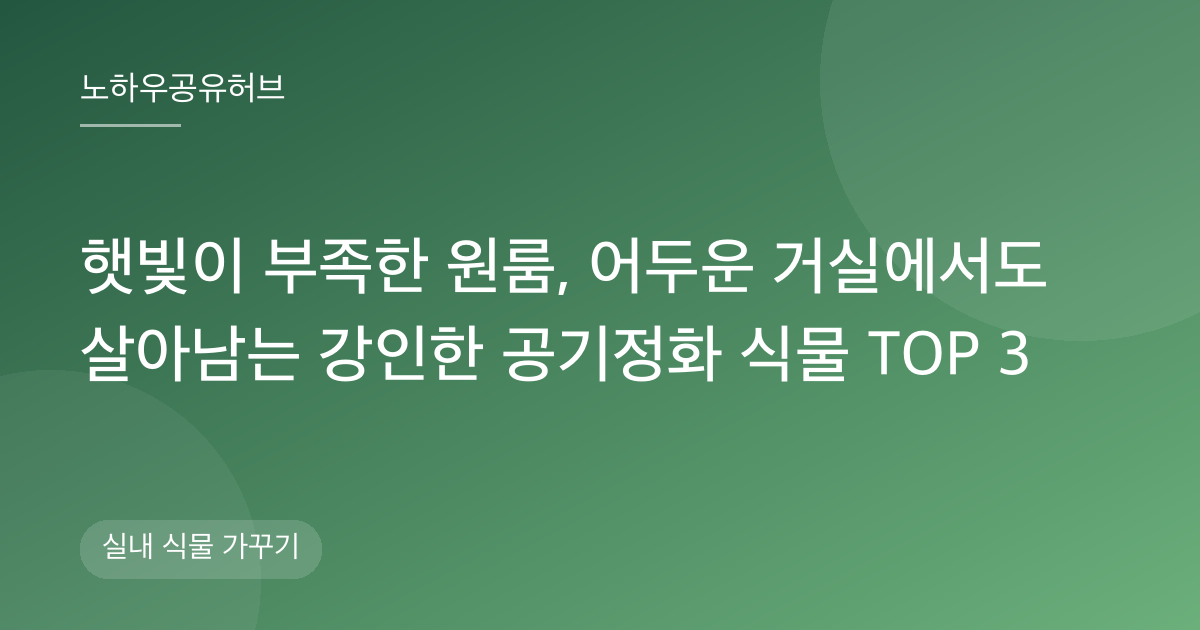 햇빛이 부족한 원룸, 어두운 거실에서도 살아남는 강인한 공기정화 식물 TOP 3