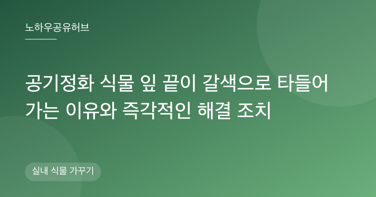 공기정화 식물 잎 끝이 갈색으로 타들어 가는 이유와 즉각적인 해결 조치