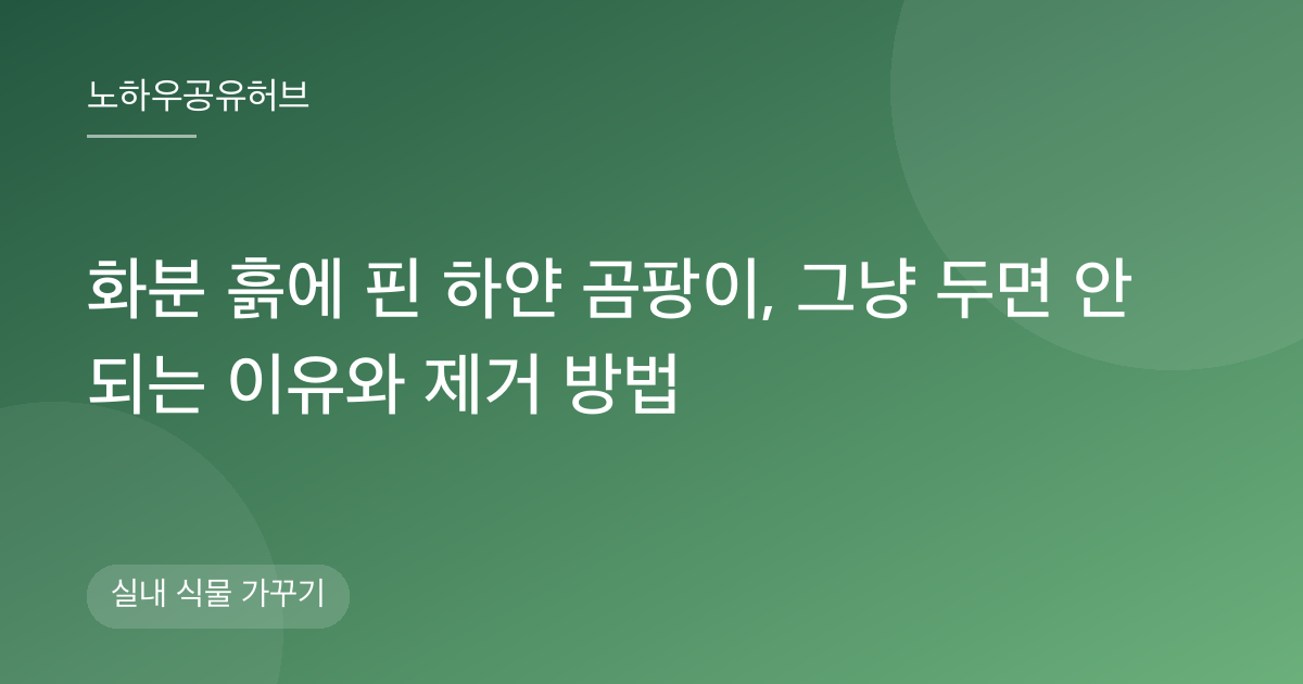 화분 흙에 핀 하얀 곰팡이, 그냥 두면 안 되는 이유와 제거 방법